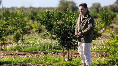 Luis Bolaños, CEO de Iberhanse-Naturgreen, en una plantación de la empresa.