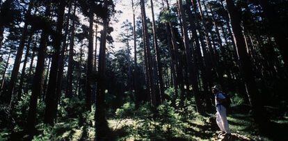Los pinares de Valsaín son candidatos a engrosar el parque.