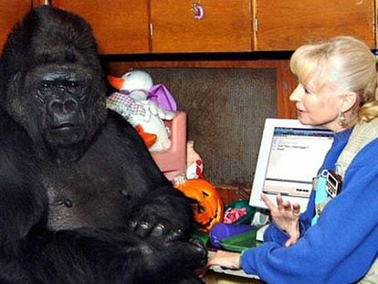 Koko con la psicóloga Francine.
