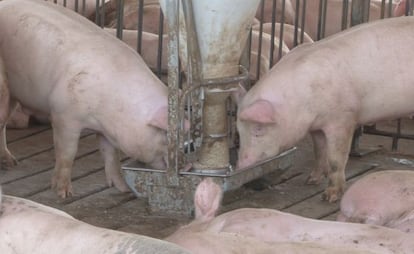 Imagen de la piara de cerdos ecológicos de Morelos.