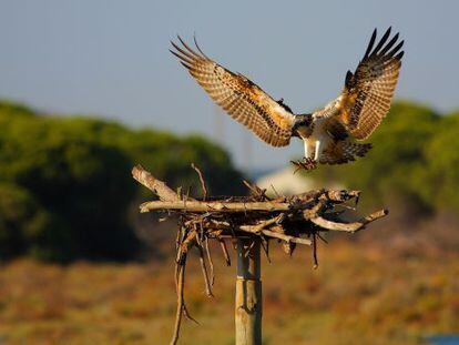 Ejemplar de &aacute;guila pescadora en Andaluc&iacute;a.