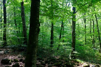 A través de su estrategia forestal internacional sostenible, HP fomenta el abastecimiento responsable de madera para el negocio de la impresión.