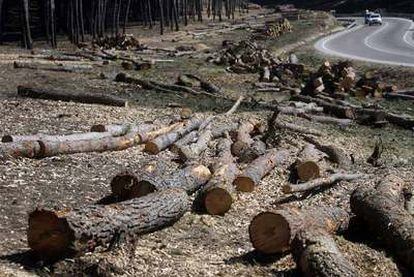 Decenas de troncos se acumulan junto a la carretera M-203 en Mejorada del Campo.