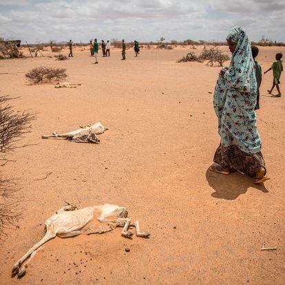 Una niña desplazada por la sequía camina junto a los cadáveres de cabras que murieron de hambre y sed en las afueras de Dollow, Somalia.