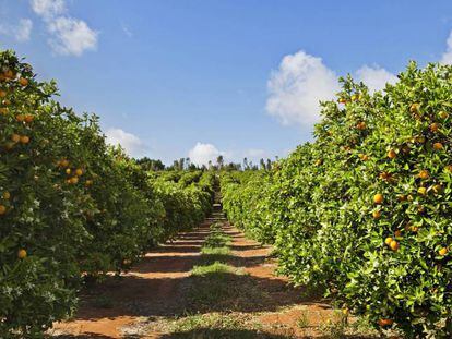 Llusar y Naranjas Torres se fusionan para crear un gigante en la producción de cítricos