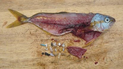Un pez despiezado que muestra los plásticos que había ingerido.
