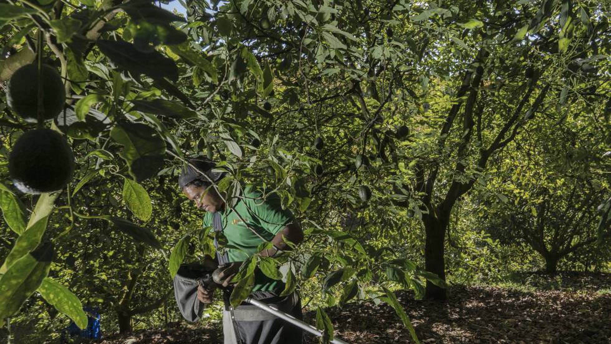 La maldición del aguacate | Internacional | EL PAÍS