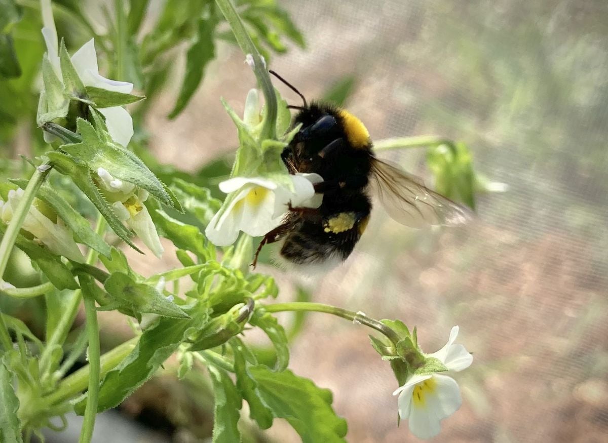 Pensamiento silvestre: Estas plantas han encogido sus flores y están prescindiendo de sus polinizadores | Ciencia