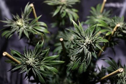 Una planta de marihuana.