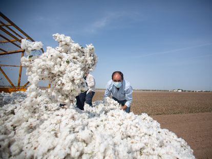 Recogida del algodón en Bajo Guadalquivir (Sevilla), de donde sale el 65% de la producción española.