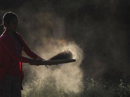 En un país sin salida al mar, la agricultura sigue siendo una importante actividad económica, cuyos principales cultivos alimentarios son el trigo y el arroz. En la imagen, una mujer separa el grano de la paja después de segar, a las afueras de Katmandú.