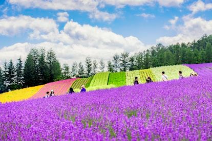 Campos de lavanda y otras flores de verano en Farm Tomita (Furano, Hokkaido).