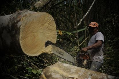 Alberto Muñoz tarda 15 minutos en talar un árbol. Por cada tronco su patrón gana unos 100 euros.