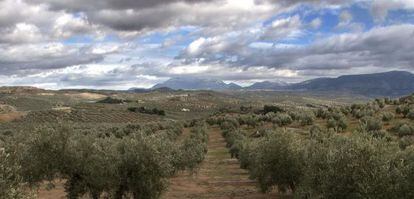 Hileras de olivos en la provincia de Ja&eacute;n.