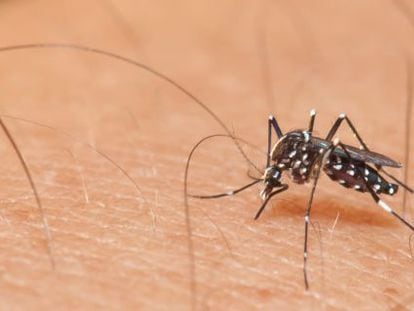 Mosquito Aedes, transmisor del virus zica.
