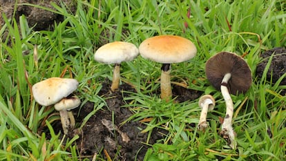 Ejemplares de 'Psilocybe cubensis', un hongo con psilocibina, en Coyopolan (Veracruz).