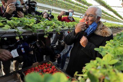 O primeiro-ministro António Costa come um morango numa estufa em Beja a 19 de janeiro.