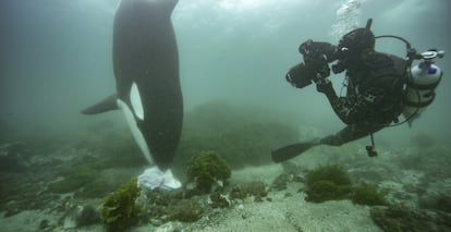 El fotógrafo Brian Skerry contempla una orca cazando en el documental 'Los secretos de las ballenas'.