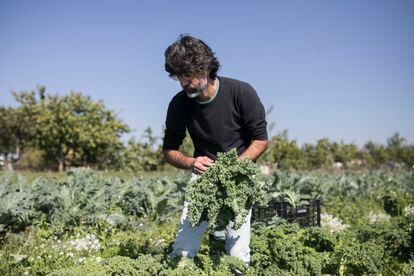 El campesino Ferran Berenguer recoge verdura de producción ecológica en uno de sus campos del parque Agrario del Llobregat.
