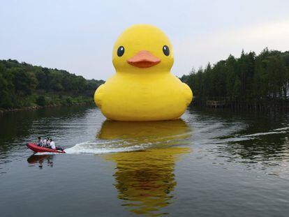 El pato es el animal m&aacute;s gracioso, seg&uacute;n un estudio cient&iacute;fico.