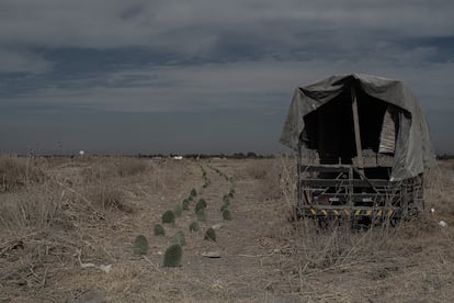 Hectáreas aún con sembradíos de nopales, al lado la construcción de nueva autopista , 17 de Febrero del 2021. La familia Martínez se encuentra en disputa por su terreno "El Pionero", restaurante ubicado en la construcción del acceso al futuro aeropuerto Felipe Ángeles.
