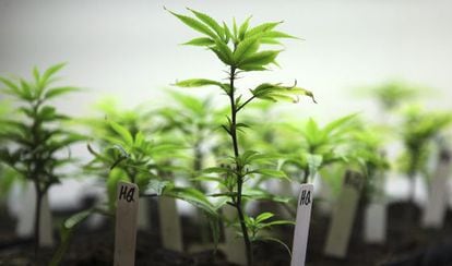 Cultivo de cannabis con fines medicinales.