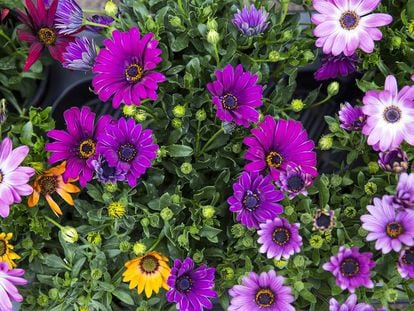 Flors a la Rambla de Barcelona.