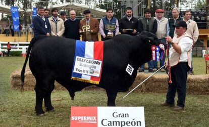Ejemplar de la raza brangus llamado “El Chema”, ganador de feria internacional de Ganadería de Paraguay