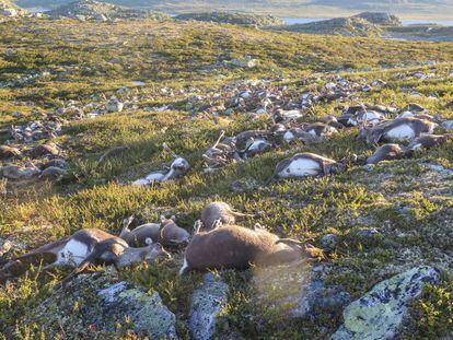 Un rayo mata a más de 300 renos en el sur de Noruega.