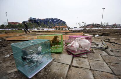 Varios animales enjaulados son expuestos al aire en la terminal de contenedores del puerto chino de Tianjin en la que dos explosiones ocurridas el pasado día 12 han causado 116 muertos y 60 desaparecidos. Al menos 4.460 soldados y policías trabajan para recolectar y neutralizar las miles de toneladas de productos químicos peligrosos y limpiar el área dañada por las explicaciones, dijo en una rueda de prensa Liao Keduo, responsable de las operaciones de emergencia.