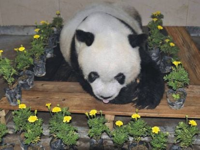 El cuerpo de 'Basi', rodeado de flores tras su muerte en Fuzhou, en la provincia china de Fujian.