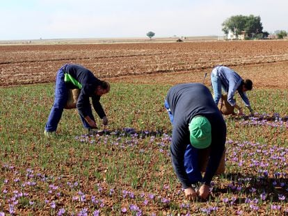 Agricultores durante el cultivo del azafrán, en Castilla La Mancha