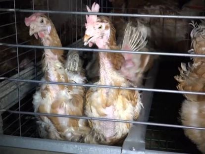 Un vídeo de una granja de gallinas reabre el debate del maltrato en Francia