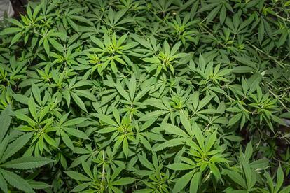 Cultivo de flores de cannabis medicinal psicoactivo sembrado en el invernadero de APROCOR, en Corinto, Cauca, el 4 de Junio 2022.