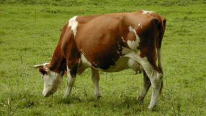 Una vaca pasta en un prado.