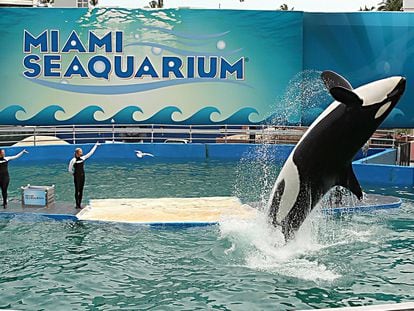 Lolita, la orca y la atracción estrella del Miami Seaquarium durante décadas.