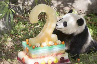 Bao Bao, cumple dos años em el Zoológico Nacional en Washington