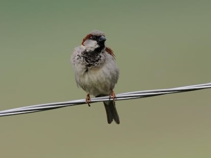 La población de gorrión común se ha reducido en un 50%. T. Belka/ Birdphoto.eu