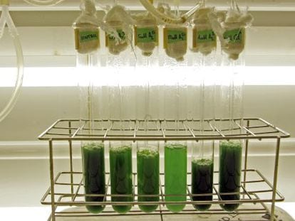 Investigaci&oacute;n sobre biocombustibles en un laboratorio del Consejo Superior de Investigaciones Cient&iacute;ficas (CSIC).