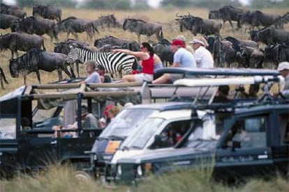 Nobel e Iberojet ofrecen  de julio a octubre un vuelo  directo de Madrid a Nairobi (Kenia), base para visitar reservas como la de Masai Mara (en la foto, ñúes y cebras).