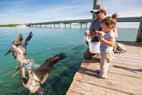 Una niña da de comer a los pelícanos en los Cayos de Florida.