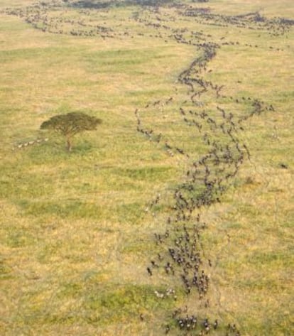 Vista aérea de la gran migración anual del Serengeti.