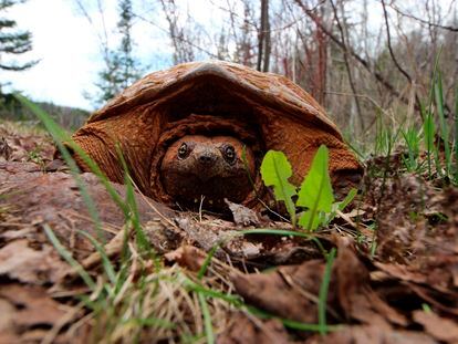 Una tortuga mordedora manchada de tierra, en un parque nacional de Minnesota (EE UU) en 2014.