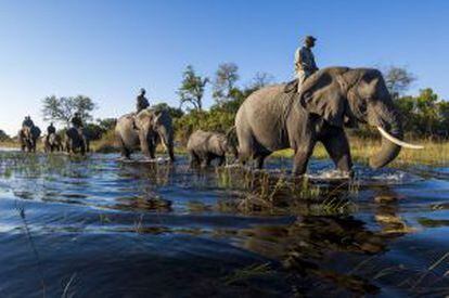 Ruta en elefante por el delta del Okavango, declarado patrimonio mundial, en Botsuana.