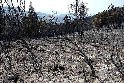 Una de las zonas quemadas por el incendio que afecta a varias localidades de la comarca leonesa del Bierzo.