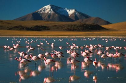 Flamencos en el salar de Atacama (Chile).