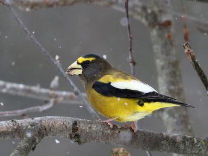 En Europa y Norteamérica han desaparecido hasta la mitad de las aves más comunes en las últimas décadas