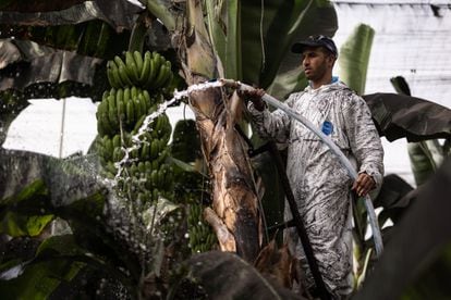Elwali Bocharga limpia las hojas y los plátanos de la plantación en la que trabaja, en la isla de La Palma.