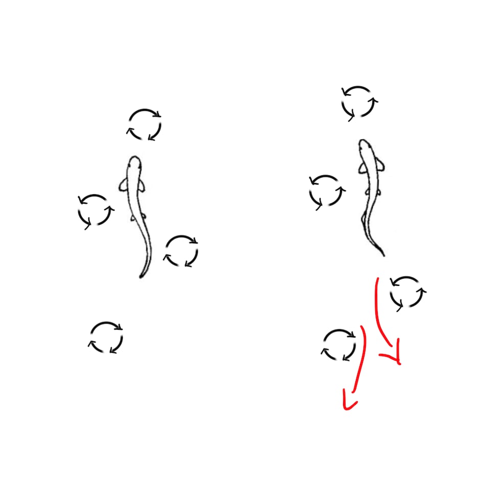 Why do fish swim so fast? Pledge Times