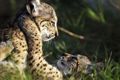 'Brisa' y 'Brezo', los primeros cachorros del plan de cría de linces.